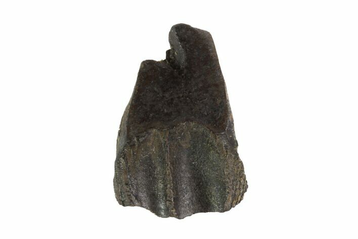 Triceratops Shed Tooth - Montana #93088